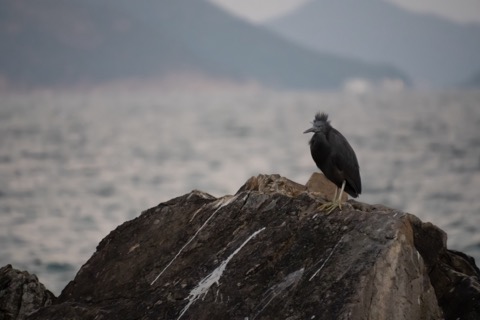 Pacific Reef Heron, January 3 2026, Hong Kong