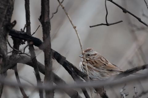 Song Sparrow, January 17 2026, Pittsburgh