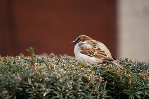 House Sparrow, January 24 2026, Pittsburgh