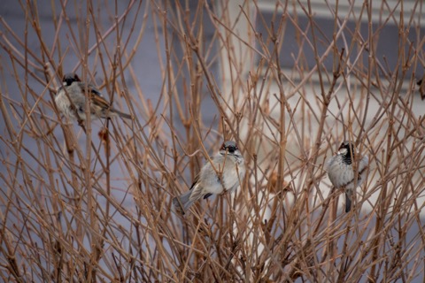 House Sparrows, January 28 2026, Pittsburgh