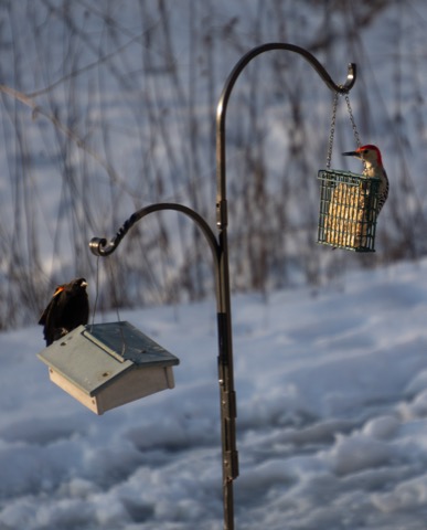 Red-Winged Blackbird and Red-Bellied Woodpecker, February 14 2026, Pittsburgh