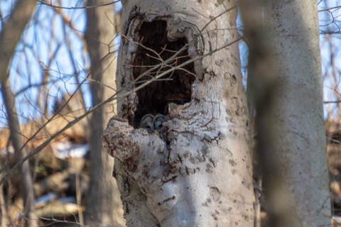 Barred Owl, February 14 2026, Pittsburgh