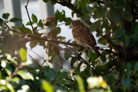 House Sparrow, February 20 2026, Pittsburgh