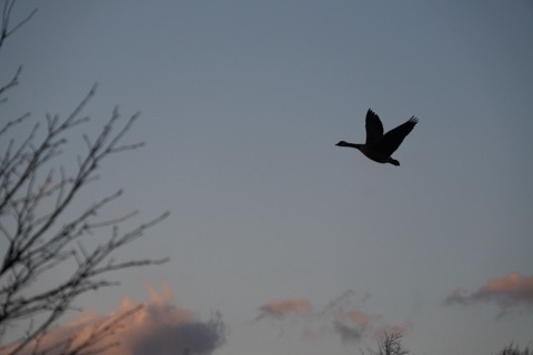 Canada Goose, February 20 2026, Pittsburgh