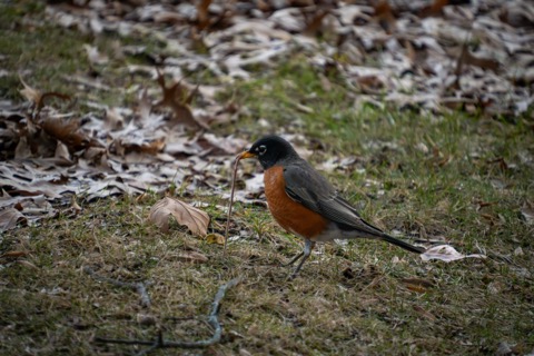 American Robin (and Worm), February 23 2026, Pittsburgh — Photo Credits to Rachel :)