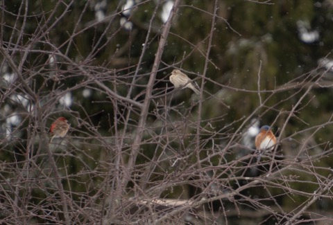 House Finches (Male and Female) and Eastern Bluebird, February 24 2026, Pittsburgh