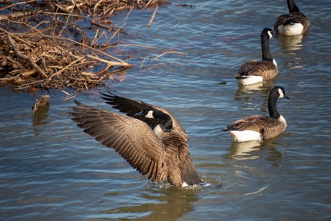 Canada Goose, February 28 2026, Pittsburgh
