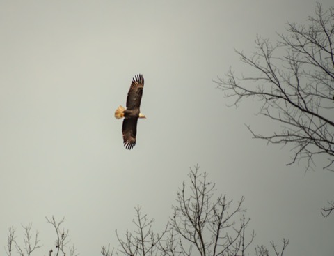 Bald Eagle, February 28 2026, Pittsburgh