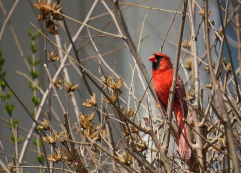 Northern Cardinal, March 26 2026, Pittsburgh