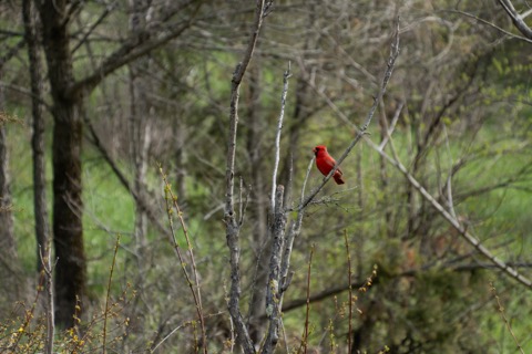 Northern Cardinal, March 29 2026, Pittsburgh