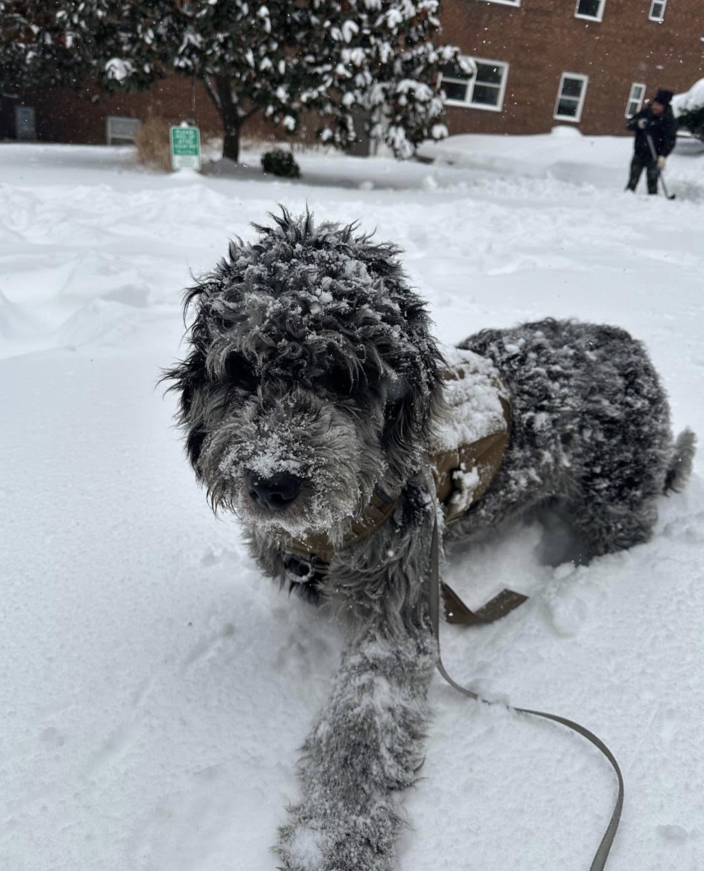 Random image 2: dog
