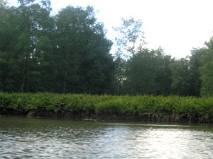 Sierpe River from boat