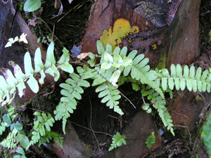 Rain forest fern