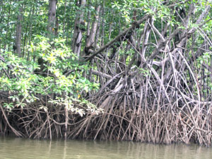 Mangroves along Sierpe River