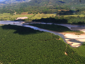African oil palms from air
