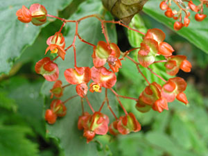 Canopy tour: Begonia