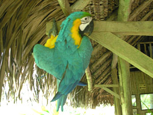 Parrot at Rainmaker canopy tour headquarters