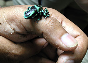 Canopy tour: Black and green dart frog (poisonous)