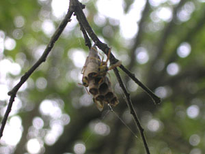 Canopy tour: Wasp nest