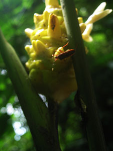Canopy tour: Unidentified flower with insect