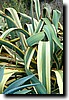 plant.jpg
